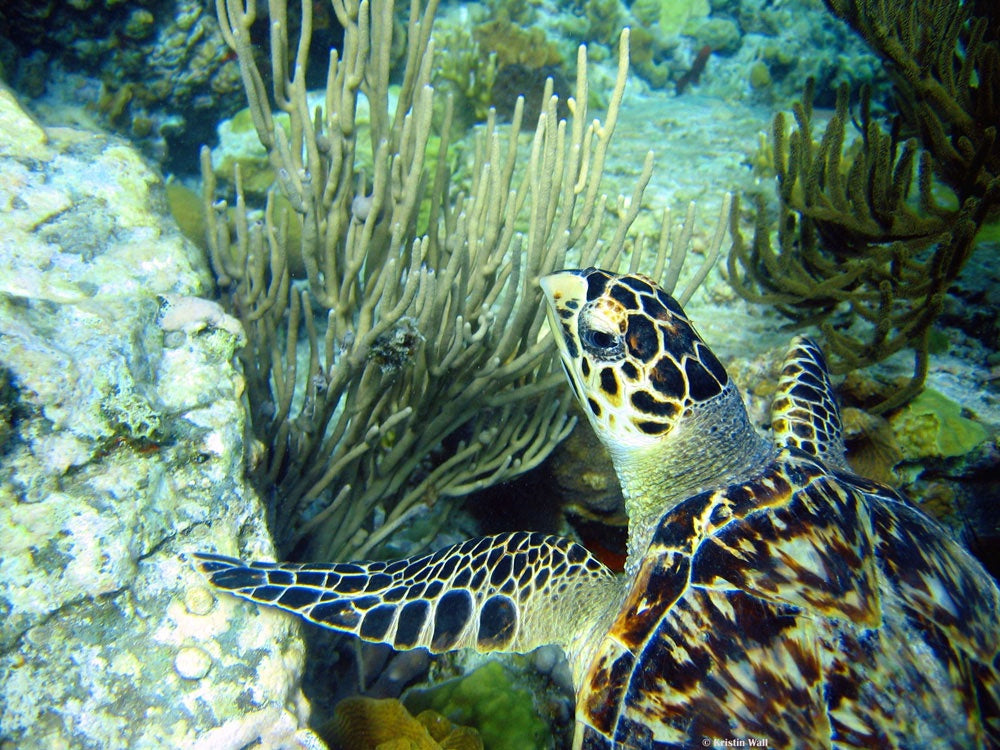 Juvenile Hawksbill Turtle #54 – Fish Face