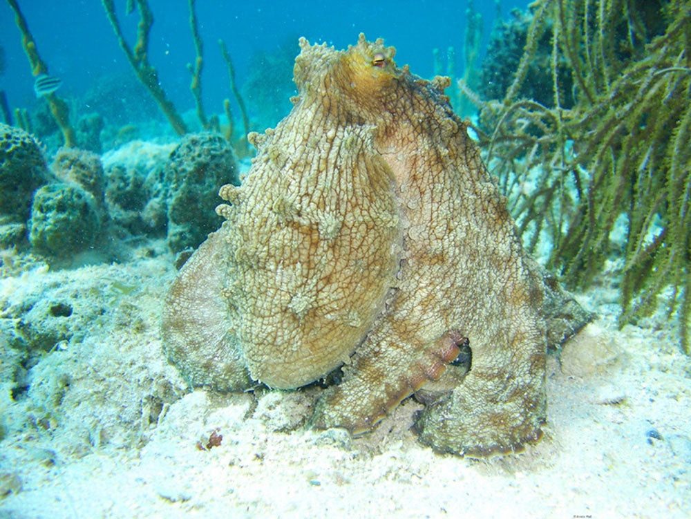 Grumpy Octopus 1 #117 – Fish Face