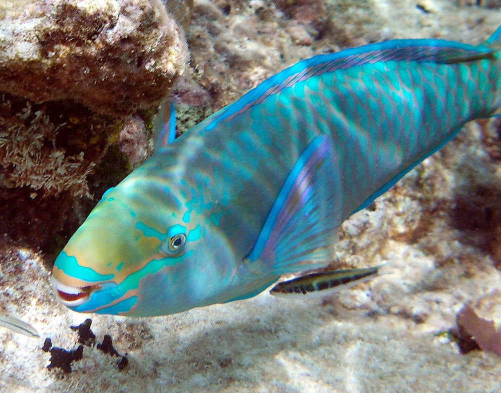 Smiling Parrotfish #301 – Fish Face